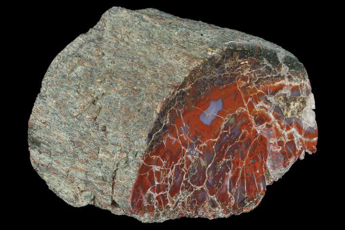Polished, Agatized Dinosaur Bone (Gembone) Section #94918